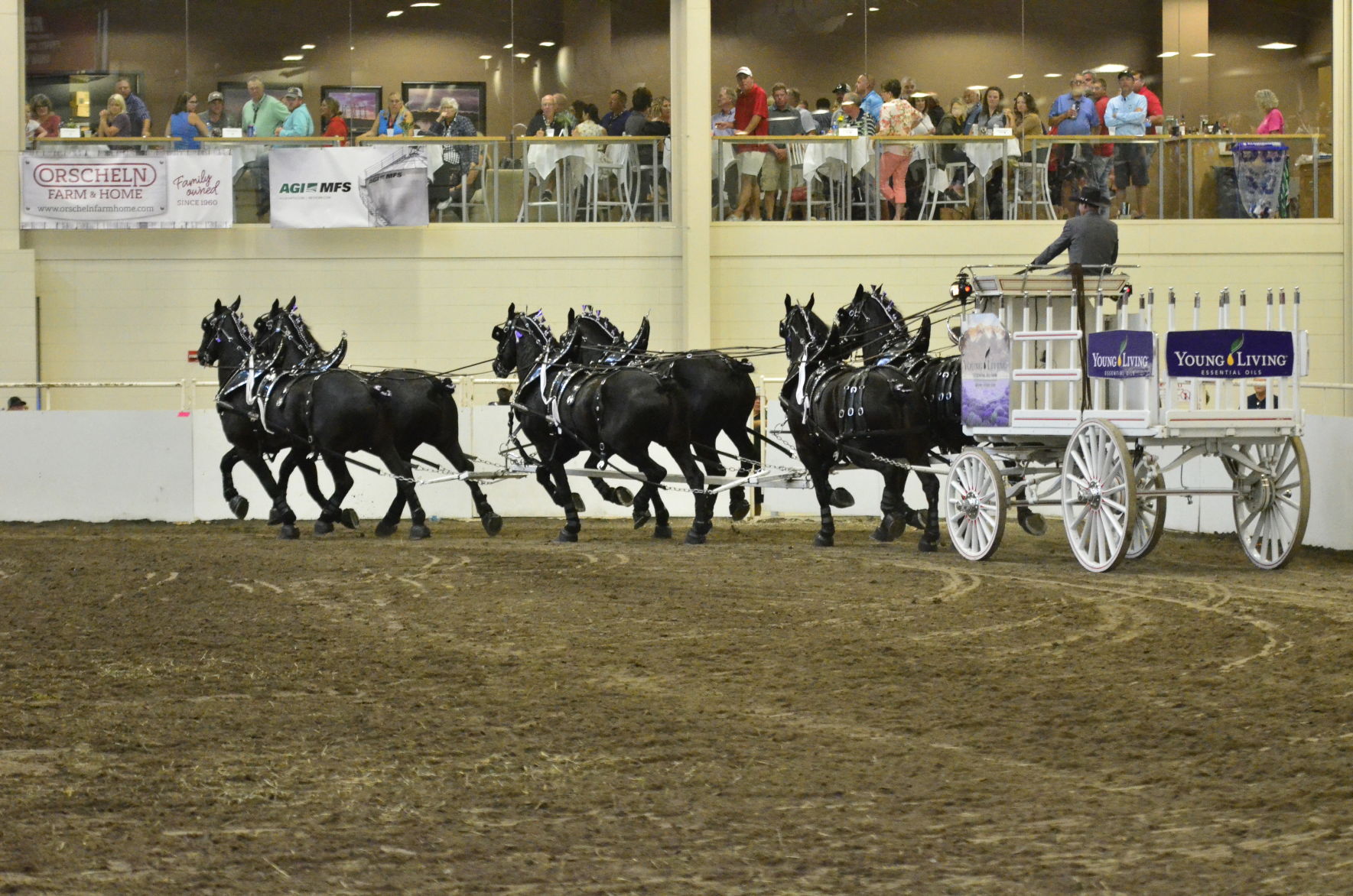 8-25-19 Draft Horse Hitch Final (80).JPG